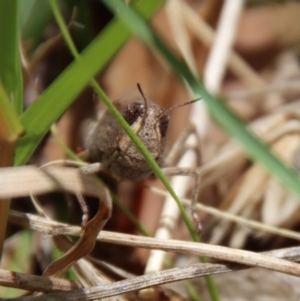 Cryptobothrus chrysophorus at QPRC LGA - 12 Nov 2023