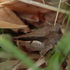 Cryptobothrus chrysophorus at QPRC LGA - suppressed