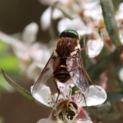 Bombyliidae (family) (Unidentified Bee fly) at Mongarlowe River - 12 Nov 2023 by LisaH