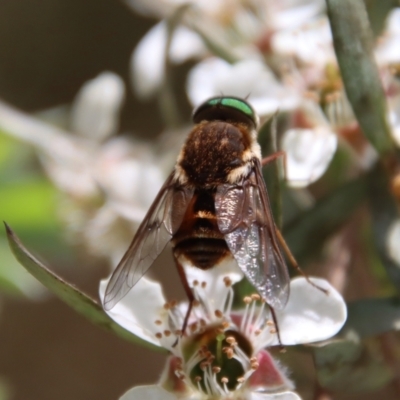Bombyliidae (family) (Unidentified Bee fly) at Mongarlowe River - 12 Nov 2023 by LisaH