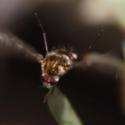 Bombyliidae (family) (Unidentified Bee fly) at Mongarlowe, NSW - 12 Nov 2023 by LisaH