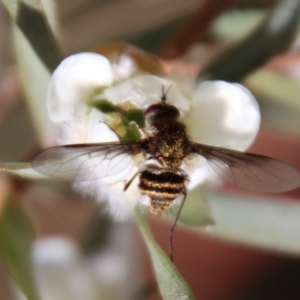 Bombyliidae (family) at QPRC LGA - suppressed