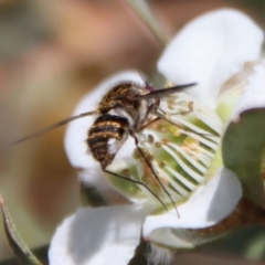 Bombyliidae (family) at QPRC LGA - suppressed