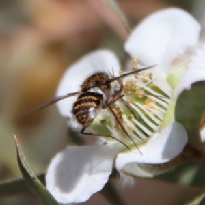 Bombyliidae (family) at QPRC LGA - suppressed