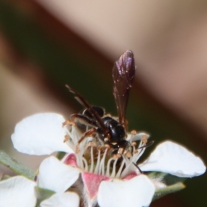 Lasioglossum (Australictus) tertium at QPRC LGA - suppressed