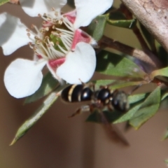 Lasioglossum (Australictus) tertium at QPRC LGA - suppressed