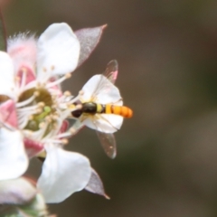 Sphaerophoria macrogaster (Hover Fly) at Mongarlowe River - 12 Nov 2023 by LisaH