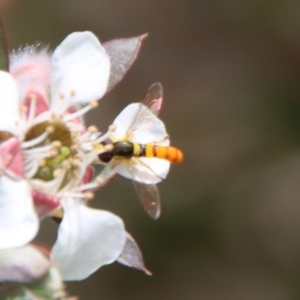 Sphaerophoria macrogaster at QPRC LGA - 12 Nov 2023