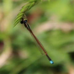 Ischnura aurora (Aurora Bluetail) at Mongarlowe River - 12 Nov 2023 by LisaH