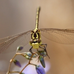 Austrogomphus guerini (Yellow-striped Hunter) at QPRC LGA - 12 Nov 2023 by LisaH