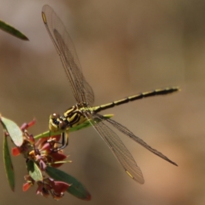 Austrogomphus guerini at QPRC LGA - 12 Nov 2023