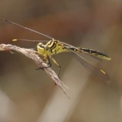 Austrogomphus guerini at QPRC LGA - 12 Nov 2023