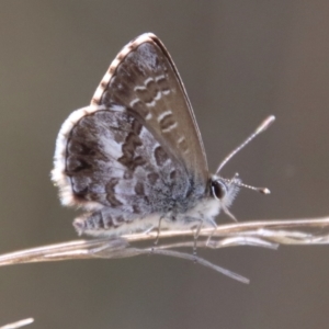 Neolucia agricola at QPRC LGA - 12 Nov 2023