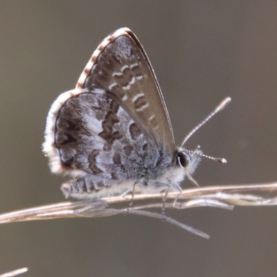 Neolucia agricola (Fringed Heath-blue) at Mongarlowe, NSW - 12 Nov 2023 by LisaH