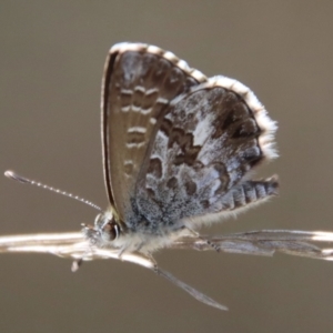 Neolucia agricola at QPRC LGA - suppressed