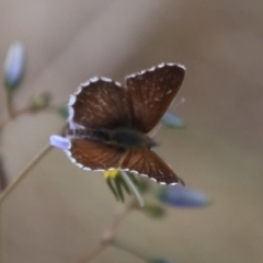 Neolucia agricola at QPRC LGA - 12 Nov 2023