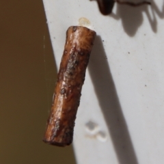 Hemibela (genus) (A Concealer moth) at Mongarlowe, NSW - 12 Nov 2023 by LisaH