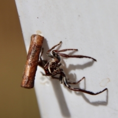 Opisthoncus grassator (Jumping spider) at Mongarlowe, NSW - 12 Nov 2023 by LisaH