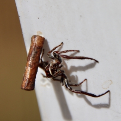 Opisthoncus grassator (Jumping spider) at Mongarlowe, NSW - 12 Nov 2023 by LisaH