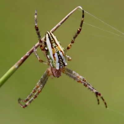 Plebs bradleyi (Enamelled spider) at Mongarlowe River - 12 Nov 2023 by LisaH