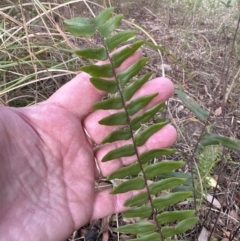 Pellaea falcata (Sickle Fern) at Kangaroo Valley, NSW - 13 Nov 2023 by lbradley