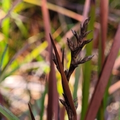 Lepidosperma sp. (A Sword Sedge) at Mimosa Rocks National Park - 10 Nov 2023 by trevorpreston