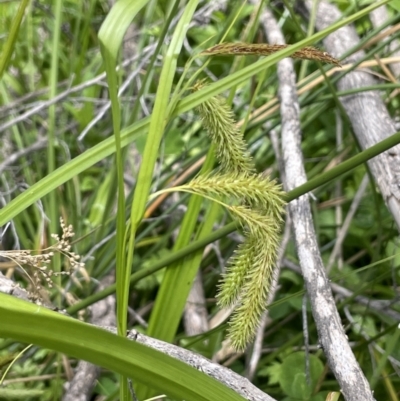 Carex fascicularis (Tassel Sedge) at Namadgi National Park - 12 Nov 2023 by JaneR