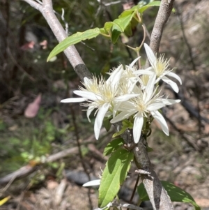 Clematis aristata at Namadgi National Park - 12 Nov 2023