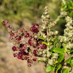 Rhagodia candolleana subsp. candolleana (Seaberry Saltbush) at Mimosa Rocks National Park - 10 Nov 2023 by trevorpreston