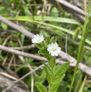 Epilobium billardiereanum subsp. hydrophilum at Namadgi National Park - 12 Nov 2023