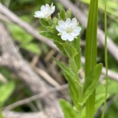 Epilobium billardiereanum subsp. hydrophilum at Namadgi National Park - 12 Nov 2023