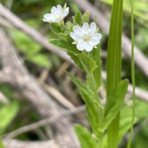 Epilobium billardiereanum subsp. hydrophilum at Namadgi National Park - 12 Nov 2023