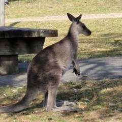 Macropus giganteus (Eastern Grey Kangaroo) at Mimosa Rocks National Park - 10 Nov 2023 by trevorpreston