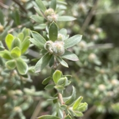 Leptospermum lanigerum (Woolly Teatree) at Namadgi National Park - 12 Nov 2023 by JaneR