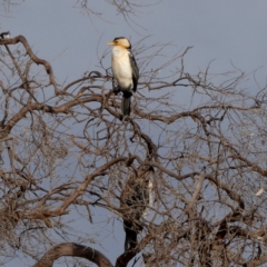 Microcarbo melanoleucos (Little Pied Cormorant) at Wandiyali-Environa Conservation Area - 8 Nov 2023 by Wandiyali