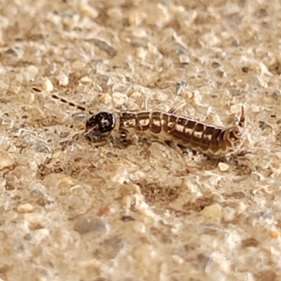 Unverified Earwig (Dermaptera) - 1 Jan 1900 by trevorpreston
