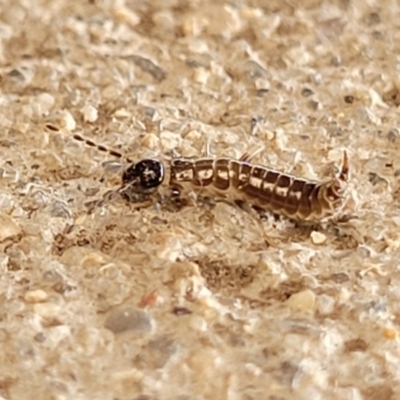 Unidentified Earwig (Dermaptera) at Wapengo, NSW - 10 Nov 2023 by trevorpreston