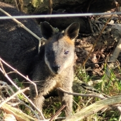 Wallabia bicolor (Swamp Wallaby) at Mimosa Rocks National Park - 10 Nov 2023 by trevorpreston