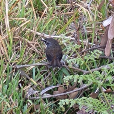 Sericornis frontalis (White-browed Scrubwren) at Wapengo, NSW - 10 Nov 2023 by trevorpreston