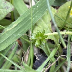 Ranunculus pimpinellifolius at Namadgi National Park - 12 Nov 2023