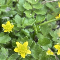 Ranunculus pimpinellifolius at Namadgi National Park - 12 Nov 2023