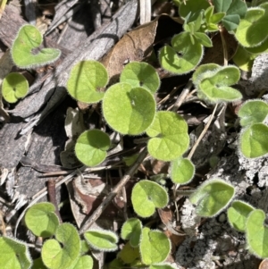 Dichondra repens at Namadgi National Park - 12 Nov 2023 02:14 PM