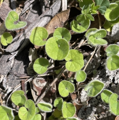 Dichondra repens (Kidney Weed) at Namadgi National Park - 12 Nov 2023 by JaneR