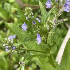 Veronica anagallis-aquatica (Blue Water Speedwell) at Rendezvous Creek, ACT - 12 Nov 2023 by JaneR