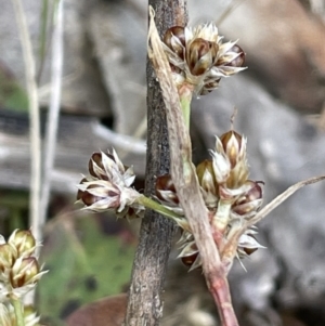 Luzula novae-cambriae at Namadgi National Park - 12 Nov 2023