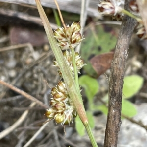 Luzula novae-cambriae at Namadgi National Park - 12 Nov 2023