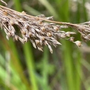 Juncus sarophorus at Namadgi National Park - 12 Nov 2023