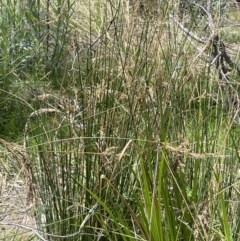 Juncus sarophorus at Namadgi National Park - 12 Nov 2023