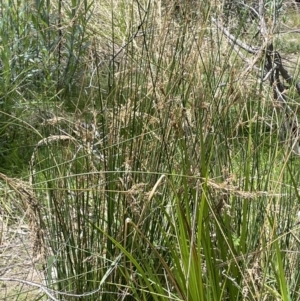 Juncus sarophorus at Namadgi National Park - 12 Nov 2023