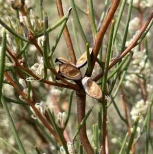 Hakea microcarpa at Namadgi National Park - 12 Nov 2023 02:58 PM